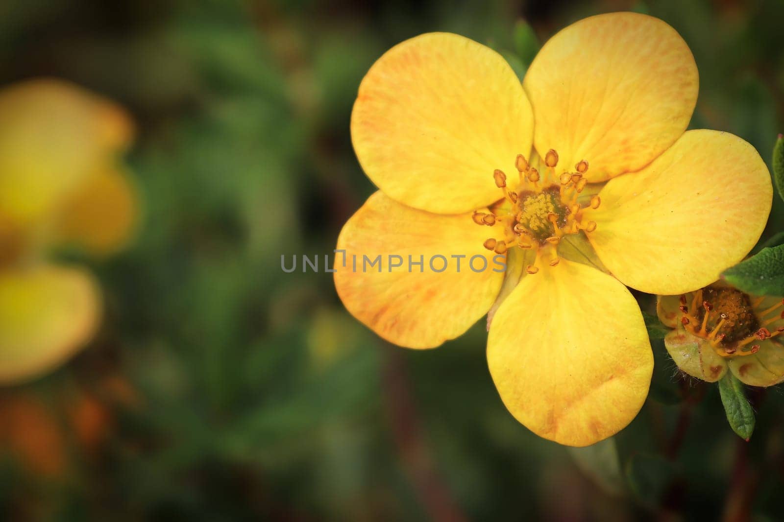 Macro of yellow potentilla shrub flowers in summer.