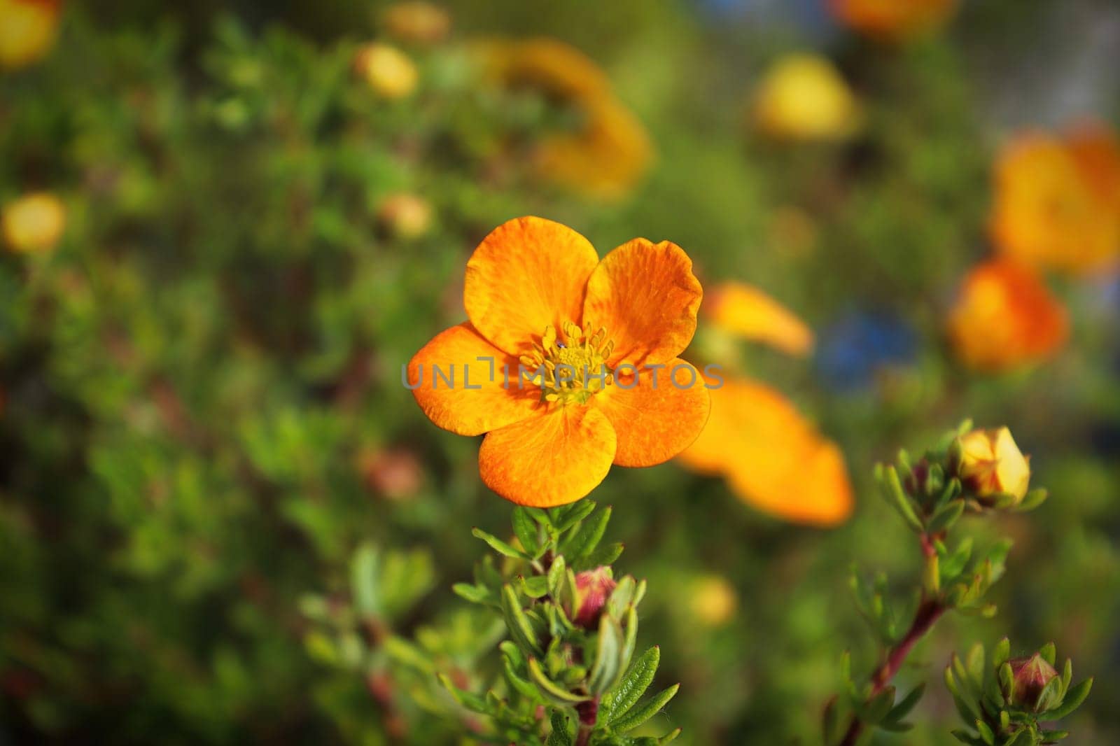 Closeup of orange potentilla shrub flowers in summer.