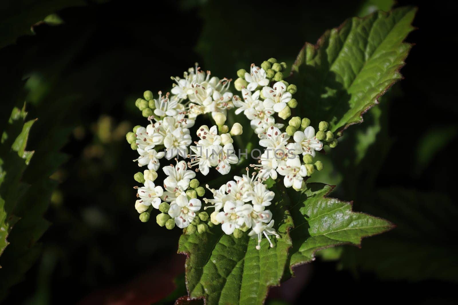 Closeup of flowers on a Arrowwood viburnum shrub.