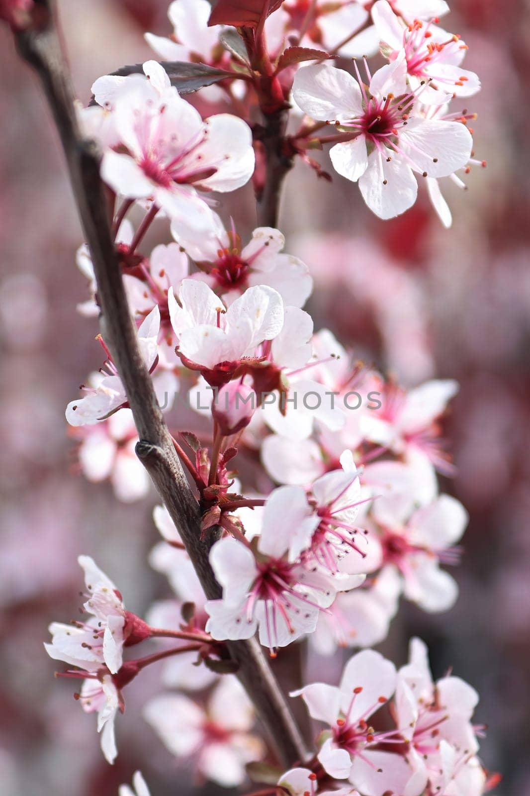 Delicate sand cherry blossoms blooming in spring.