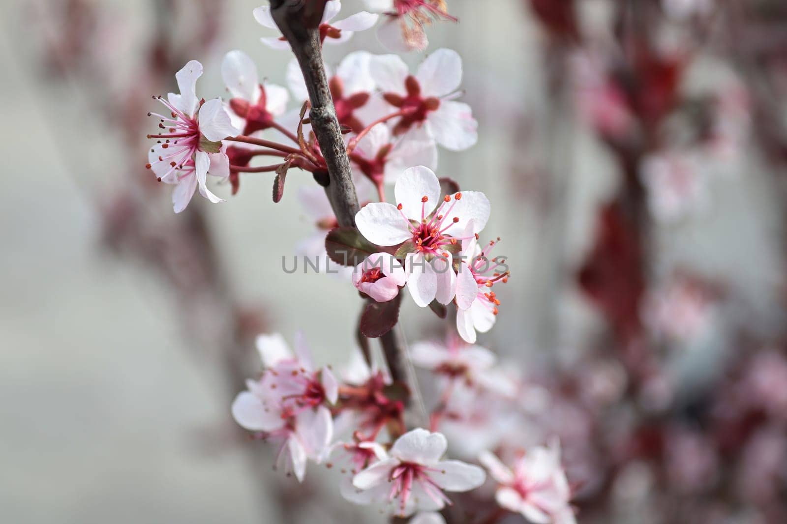 Delicate sand cherry blossoms blooming in spring.