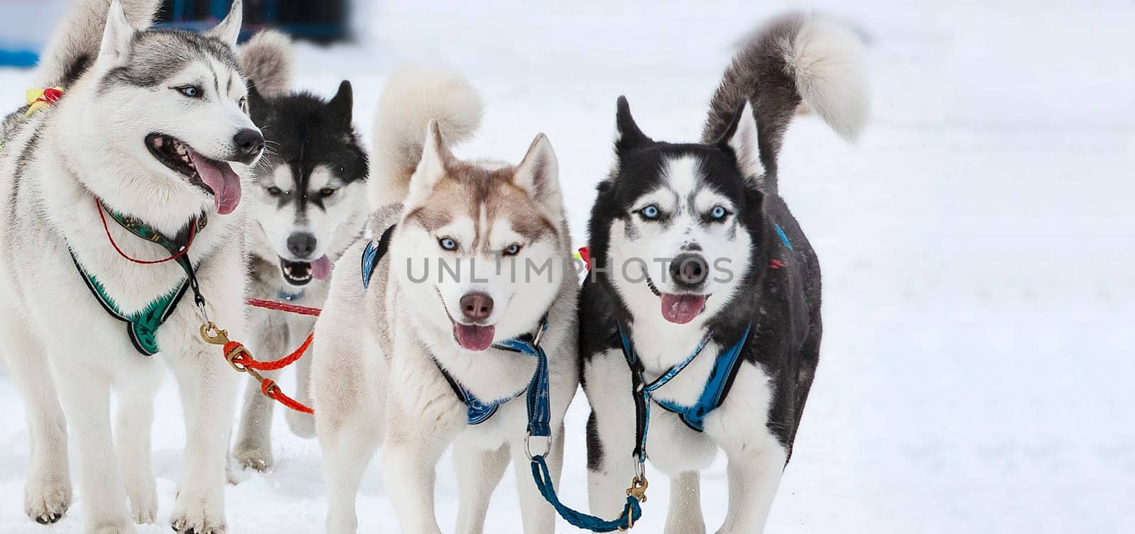 The portrait of a husky-drawn on the competition before the startr