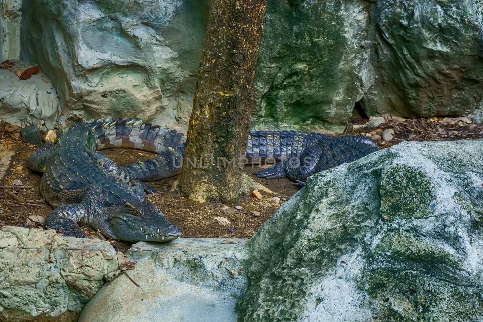 The siamese crocodile in a pond in a forest model.