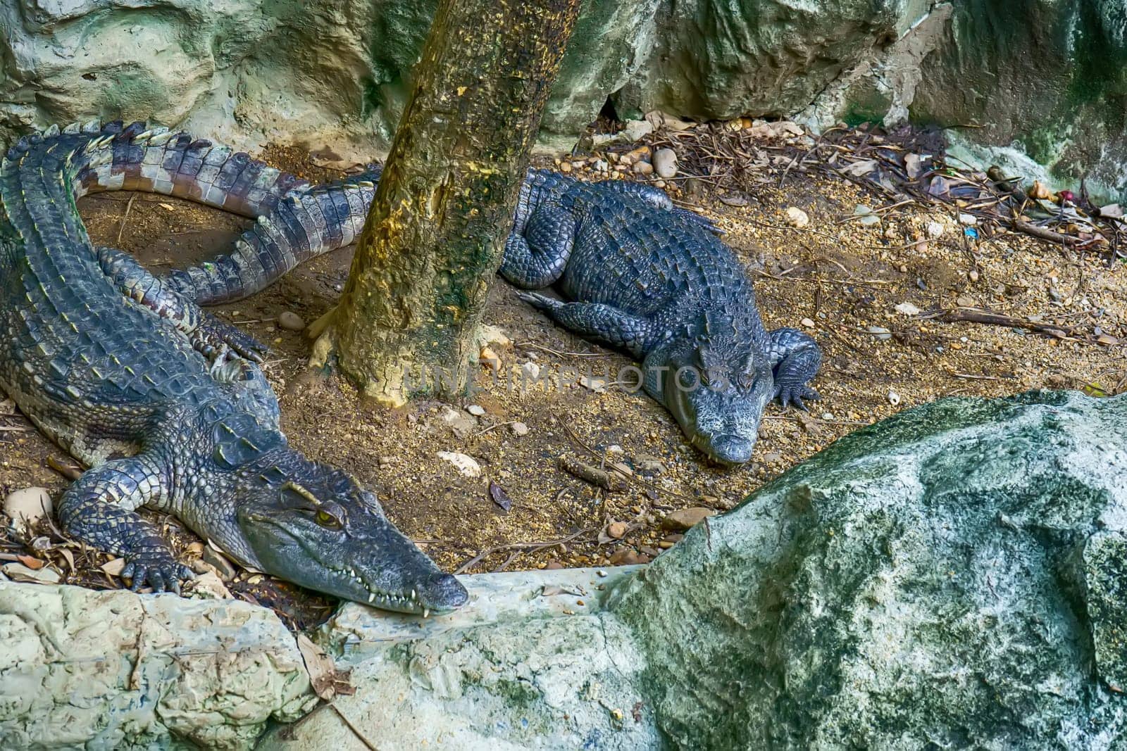 The siamese crocodile in a pond in a forest model.