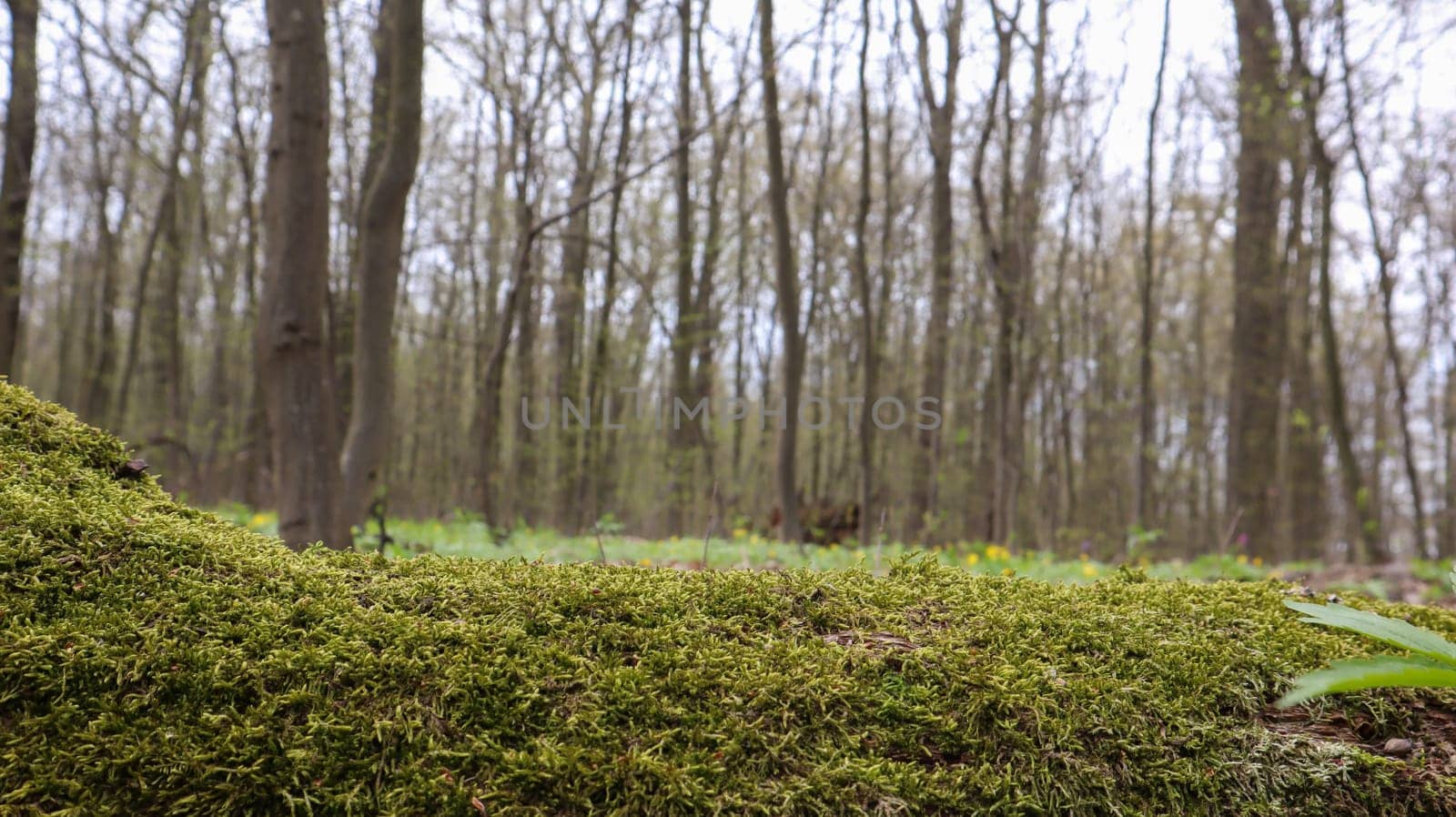 Moss forest. Close-up of a fallen tree trunk in the forest. Dead tree in the forest covered with green moss. Mountain forest with trees. Warm sun rays illuminate the plants