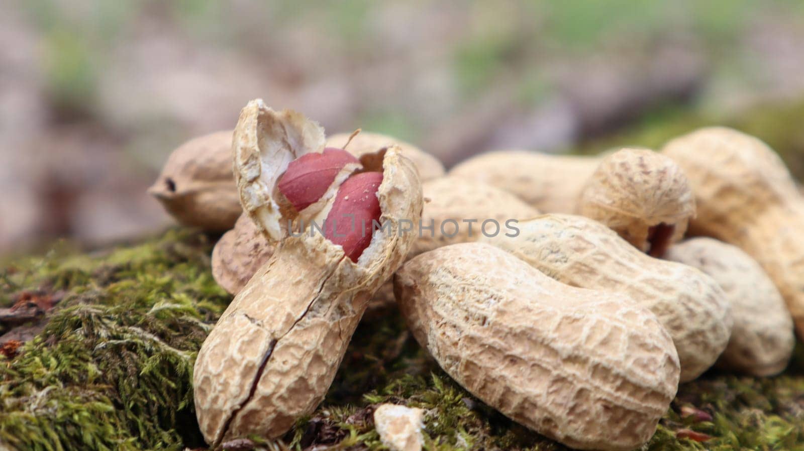 Unpeeled whole raw peanuts in brown husks in the shell texture on a beautiful natural background in the forest lies in a heap on a tree, outdoors on a sunny summer day