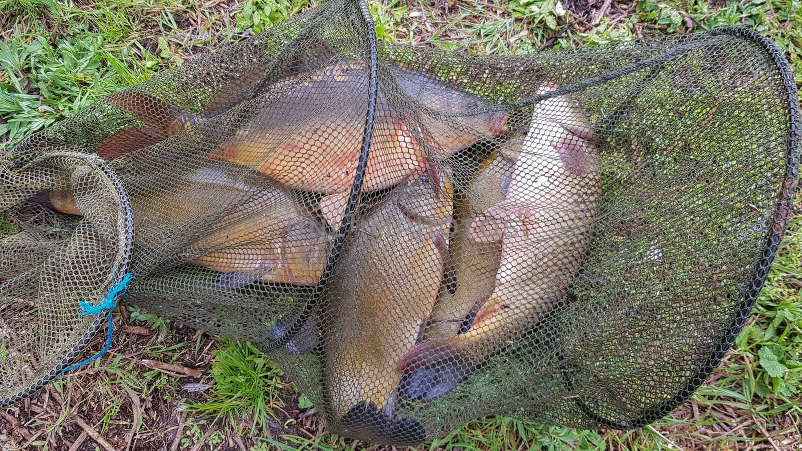 Caught fish on the shore in a fishing cage. Fishing trap with fish in it