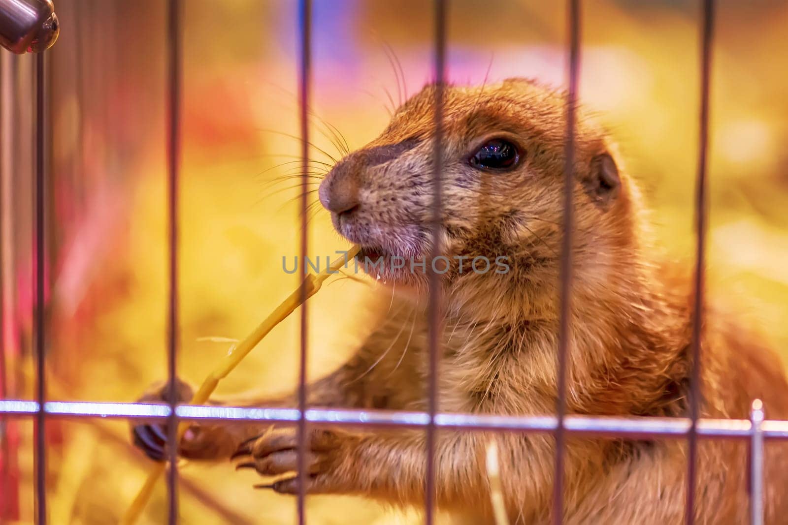 The prairie dog in a cage. It's small mammals, are in the same family as squirrels.