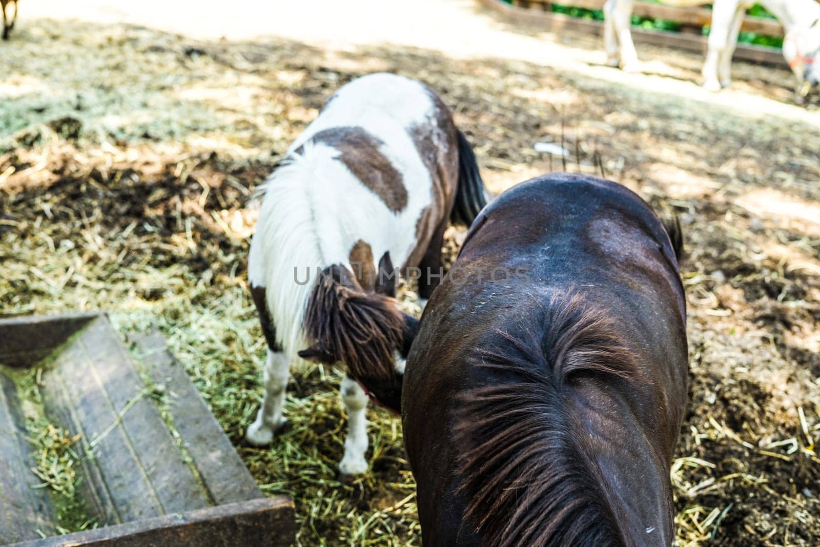 Ranch horse image. Shooting Location: Yokohama-city kanagawa prefecture