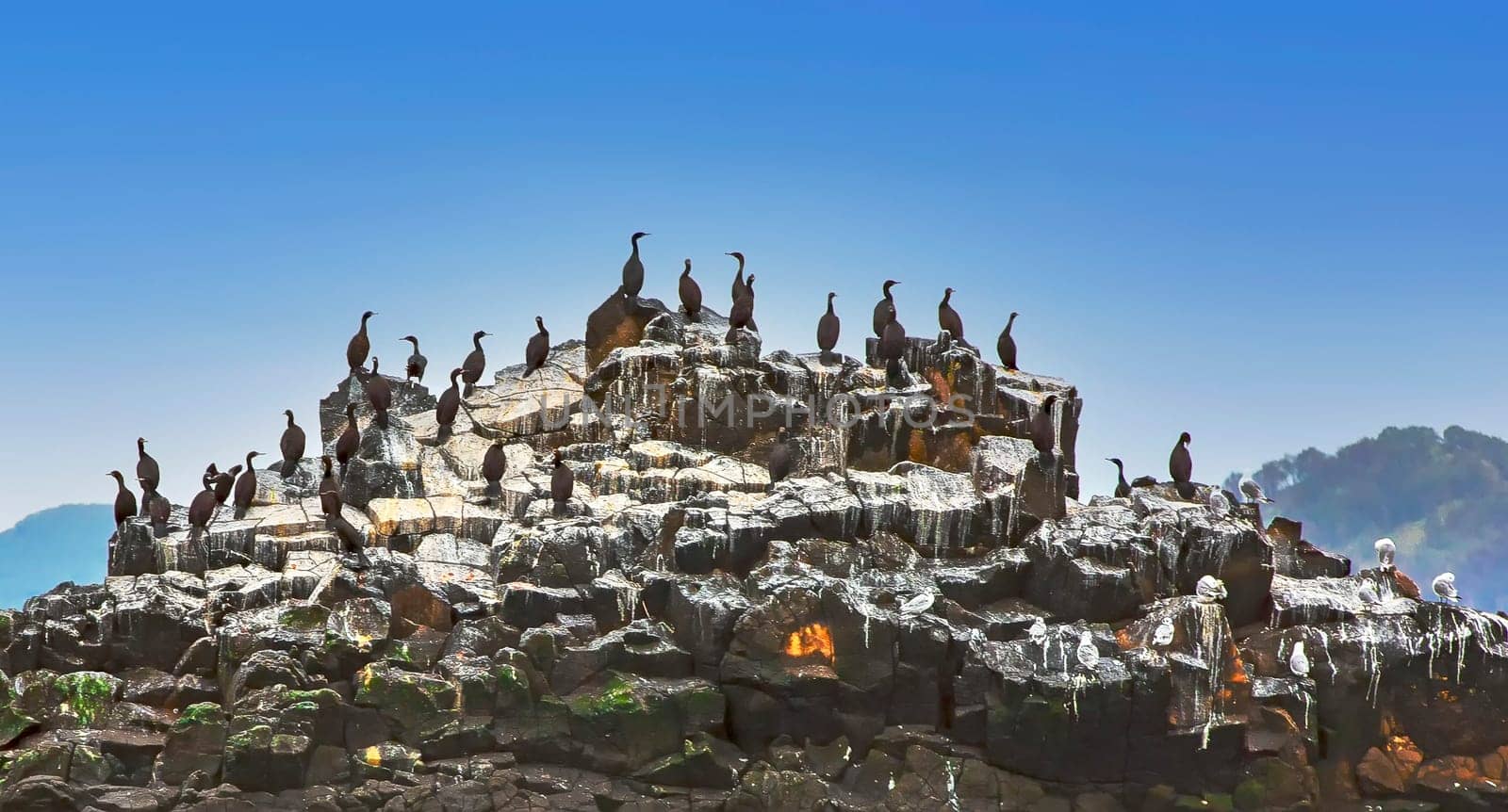 Colony of cormorants Phalacrocorax carbo, Kamchatka Peninsula