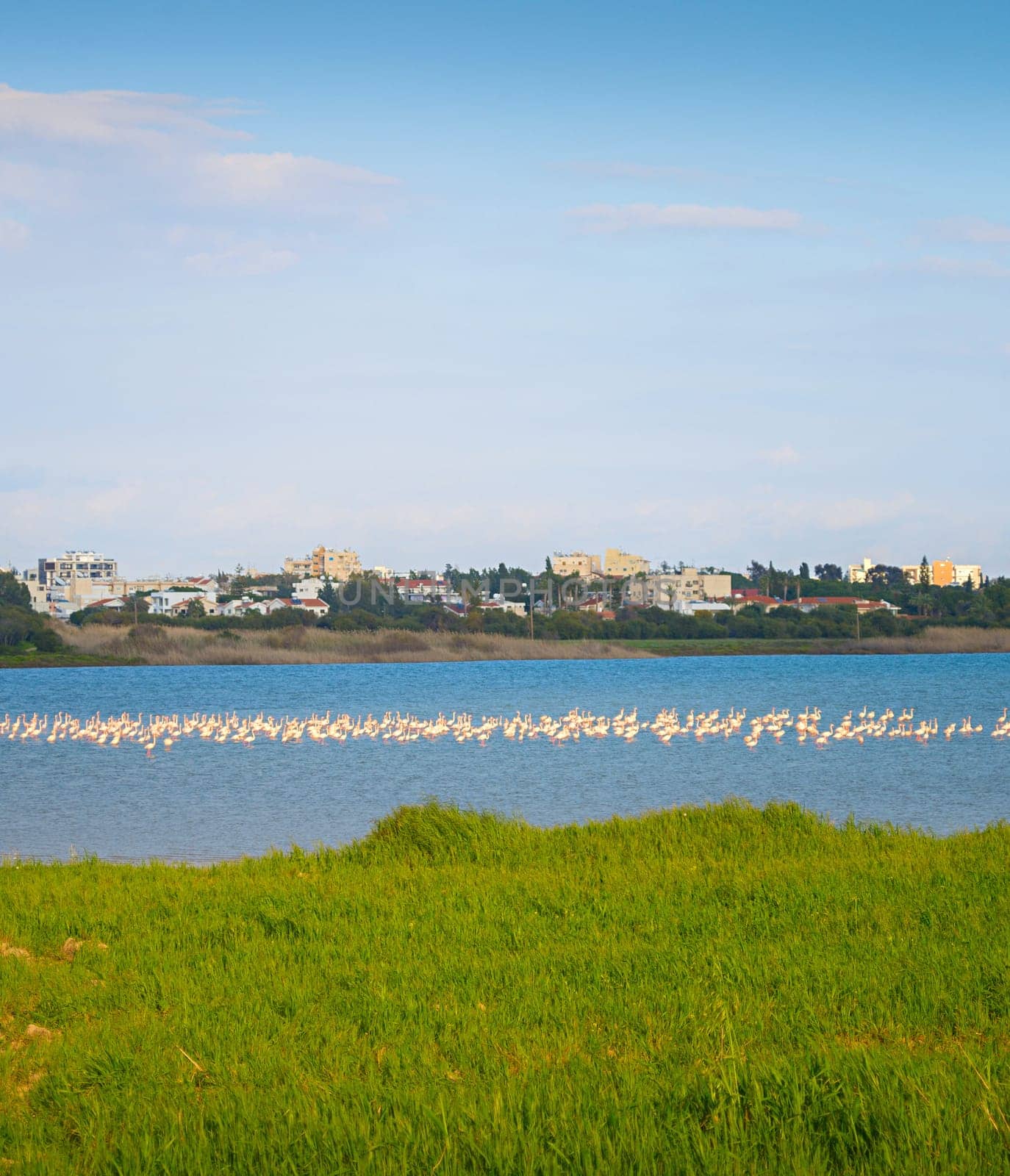 Flamingos on a lake. Larnaca city in the background. Cyprus