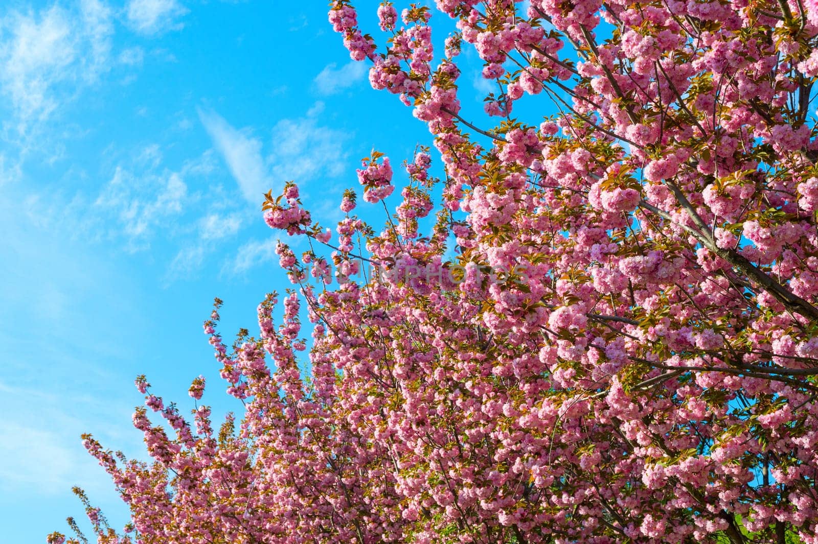 Blooming flowers of sakura tree in the spring. Background