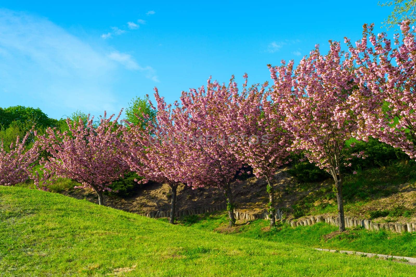 Blooming sakura trees alley in Botanical Grarden. Kiev, Ukraine
