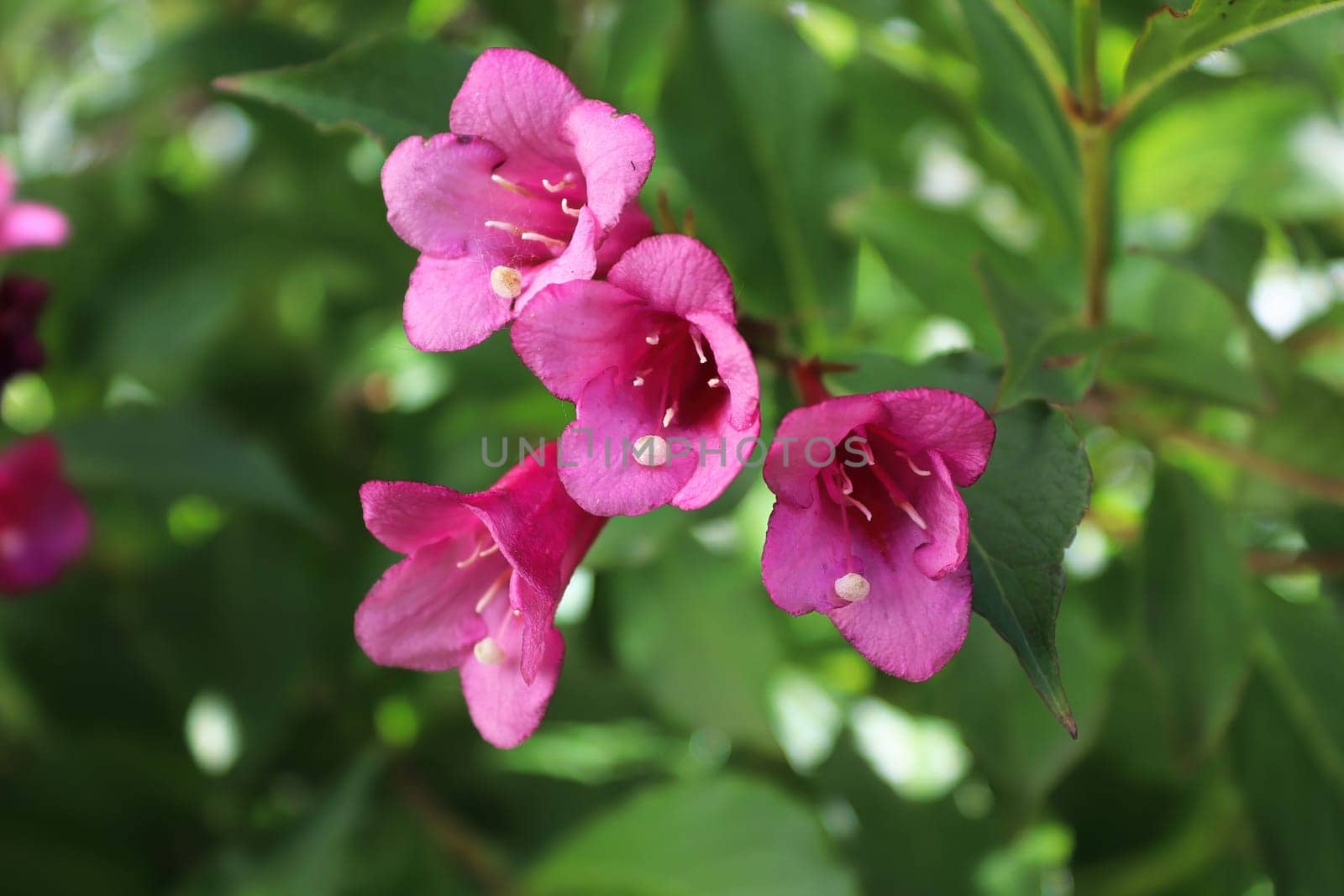 Closeup of the pink flower blossoms on a weigela.