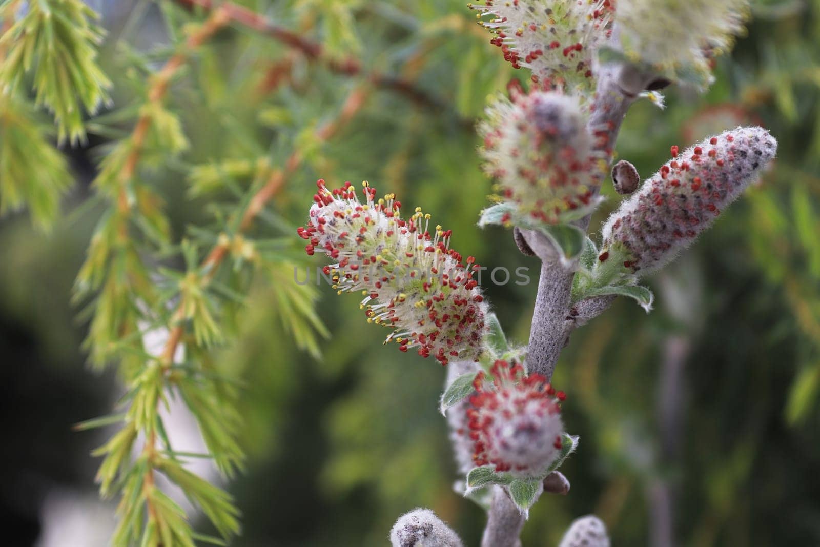 Macro of pussy willows with pollen opening up.