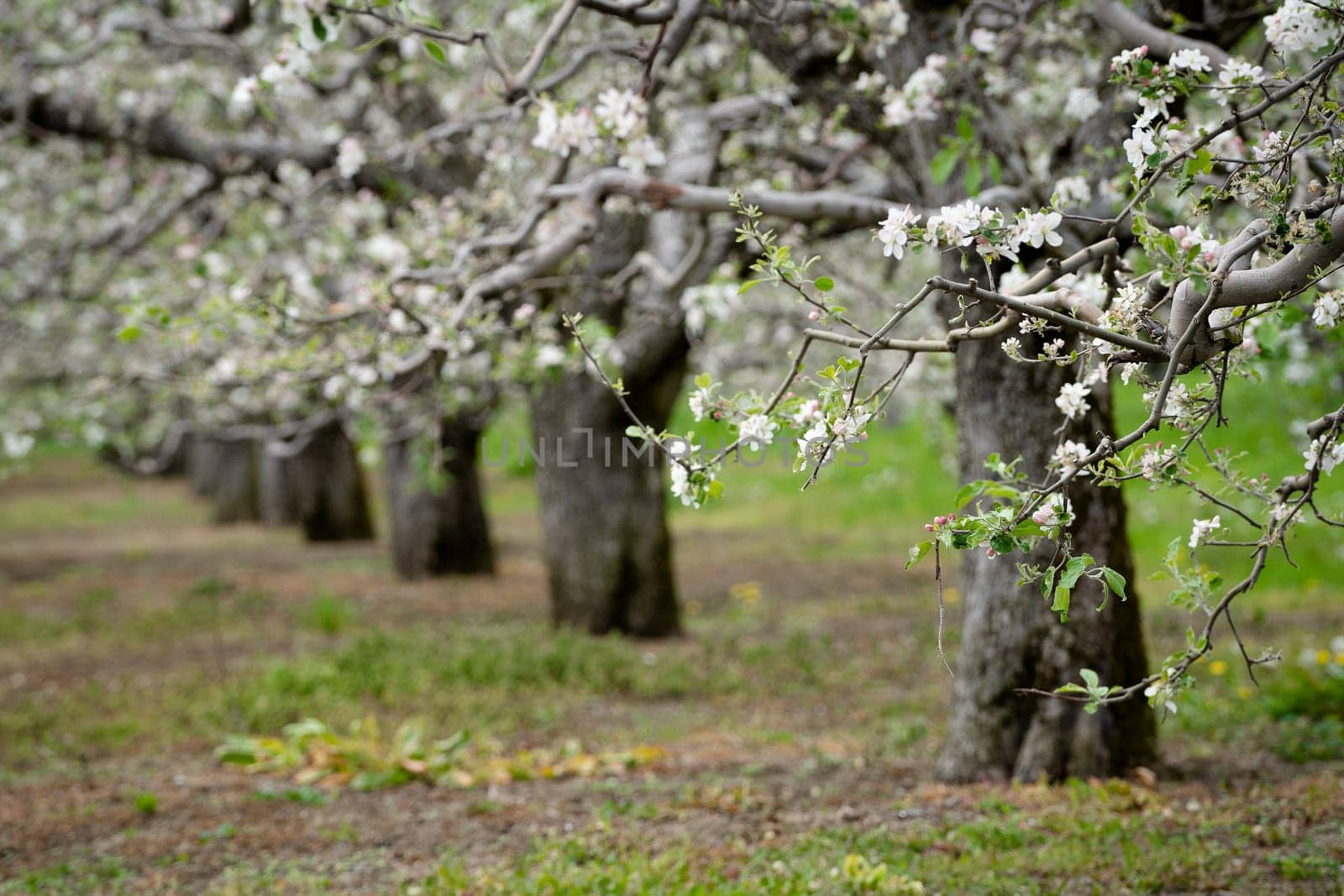 perspective view of blossomed apple tree row arranged in fruit orchard with green grass during may spring season