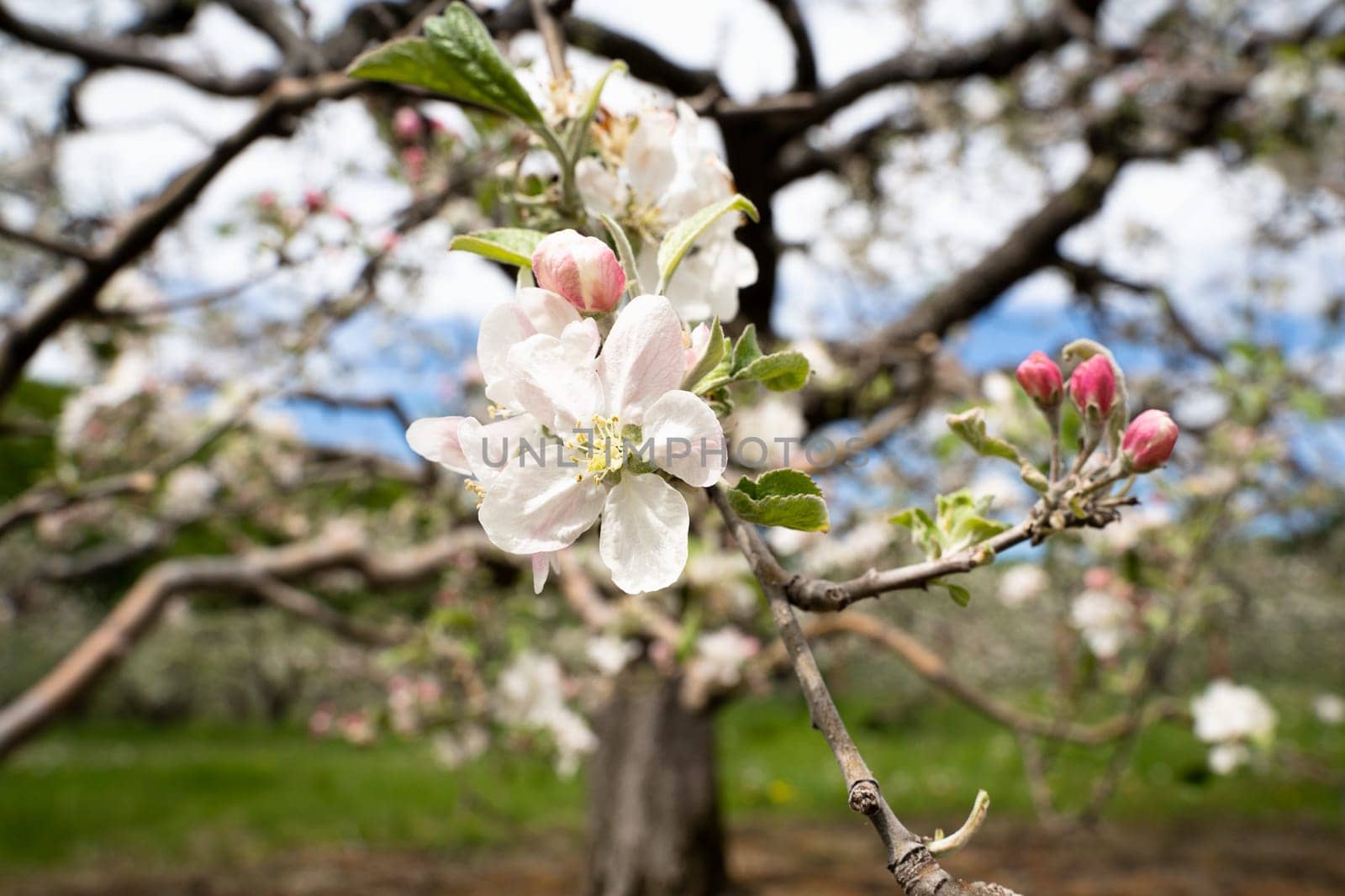 closeup of white blossom apple flower on tree branch with fruit orchard in the background in spring season