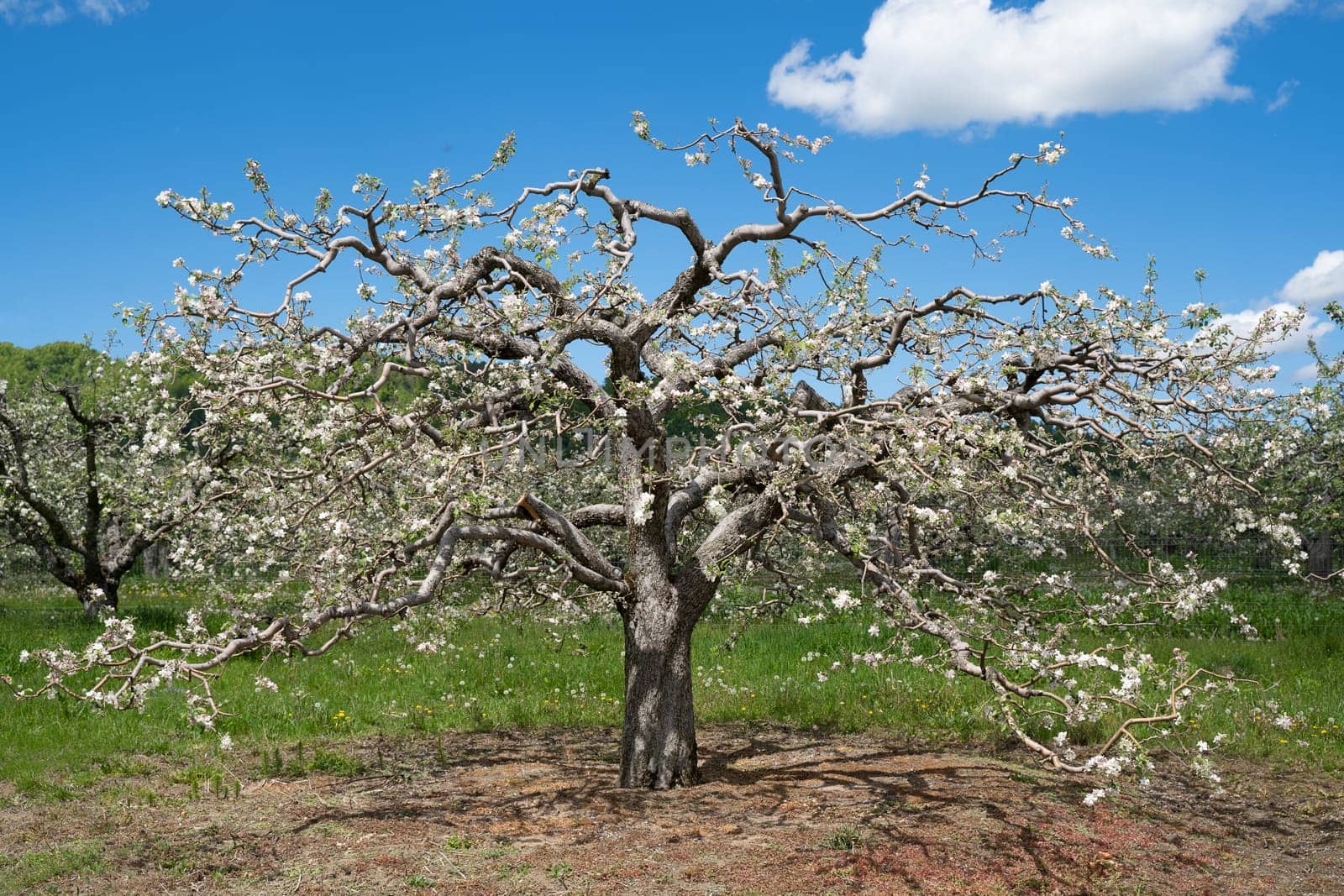 front view closeup of old majestic blossomed apple tree in fruit orchard with green grass and blue sky above during may spring season