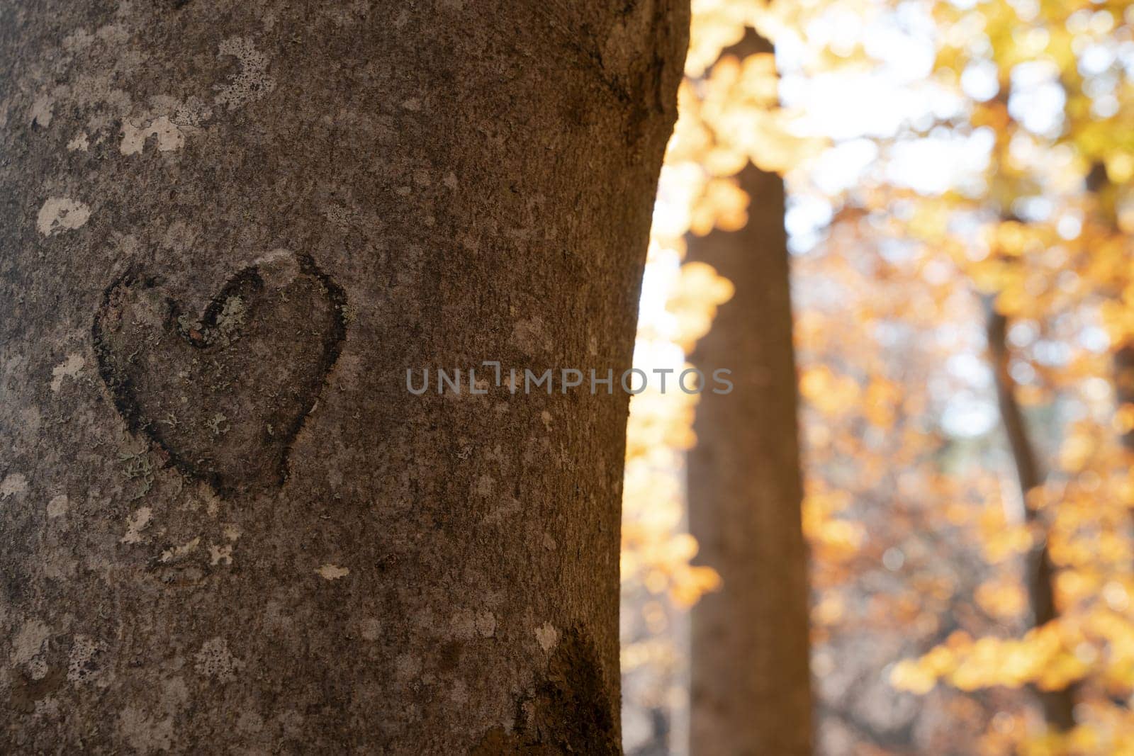 front view closeup of heart shape cut in a tree trunk bark with brown autumn tree leaves in the background