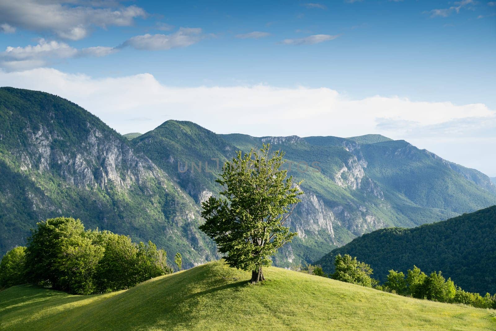 majestic beautiful mountain landscape scenery with lonely tree on hill covered with green grass and blue sky with clouds above in Valea Cernei Romania