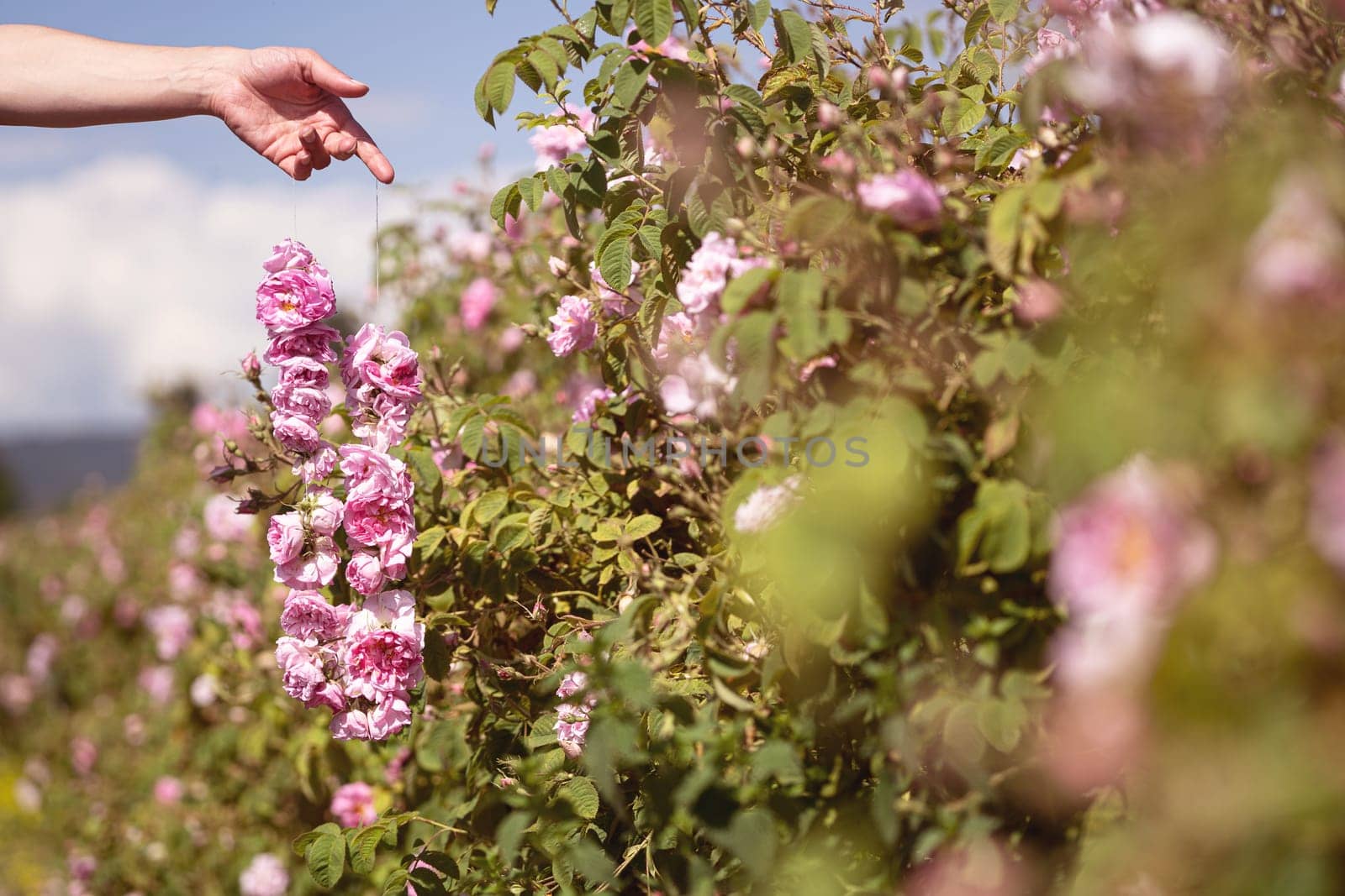 closeup perspective view of Caucasian woman hand holding a pink rose flower garland in front of a roses plantation