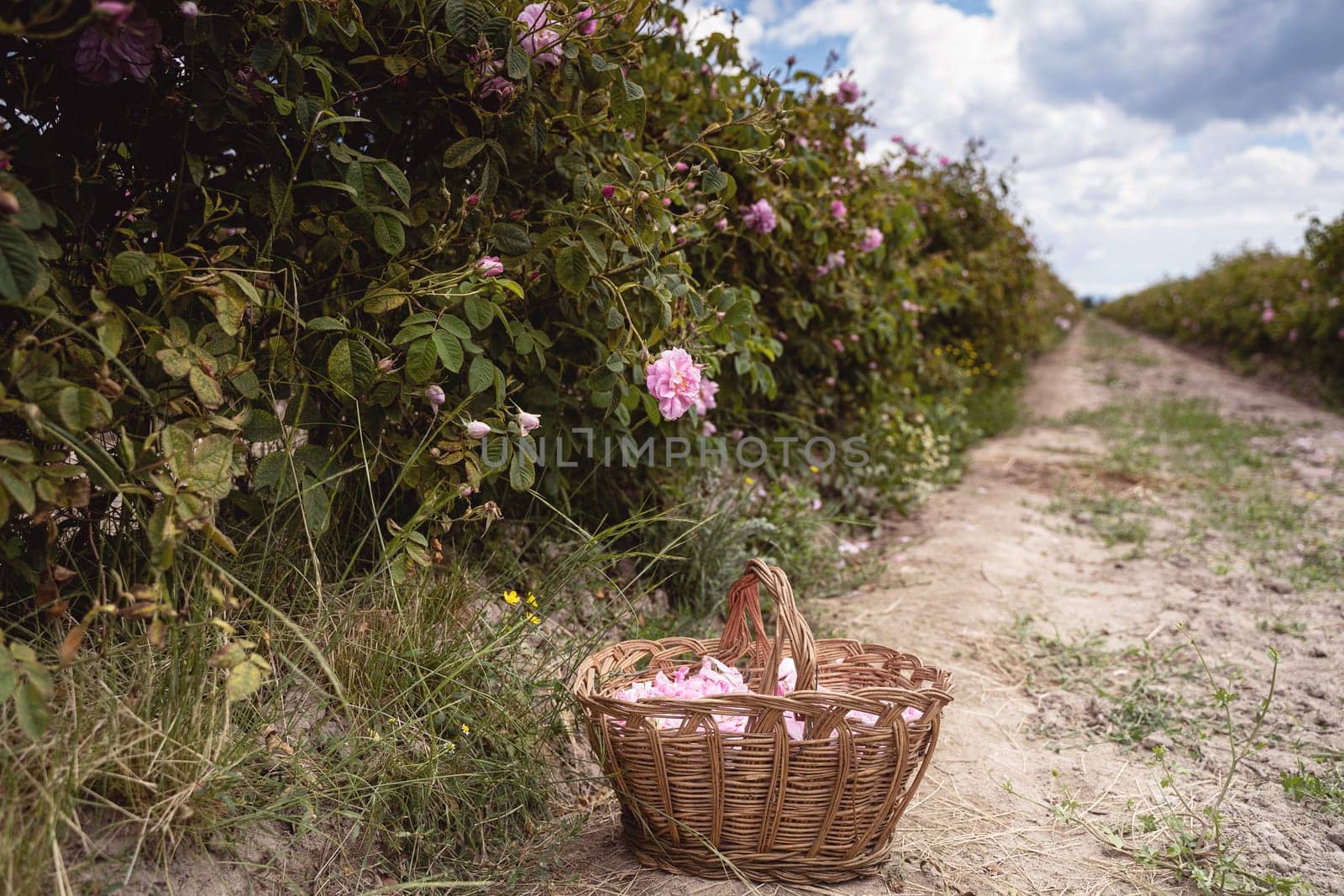 closeup perspective view of wicker basket with pink rose petals handpicked in the time of harvest near a row of roses plantation