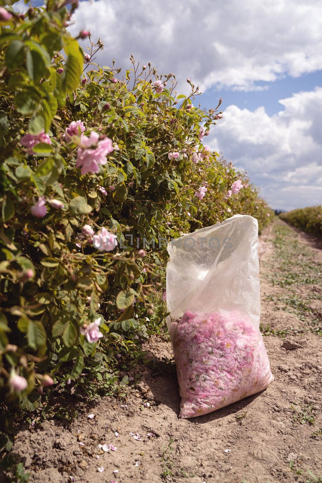 closeup perspective view of plastic bag with pink rose petals handpicked in the time of harvest near a row of roses plantation