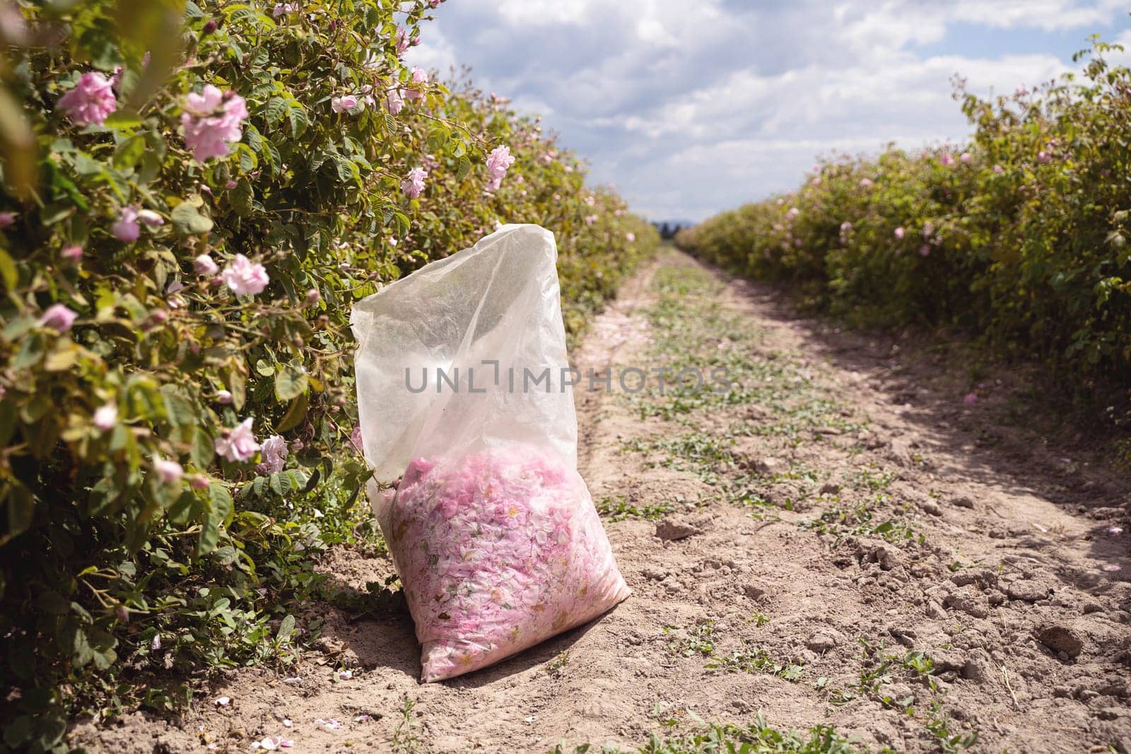 closeup perspective view of plastic bag with pink rose petals handpicked in the time of harvest near a row of roses plantation
