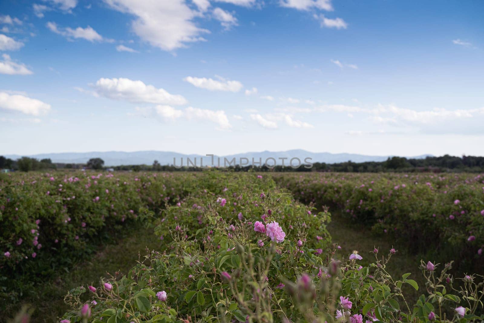 closeup perspective view of rows of pink blossomed rose flowers in a plantation at the time of harvest with blue sky and clouds above