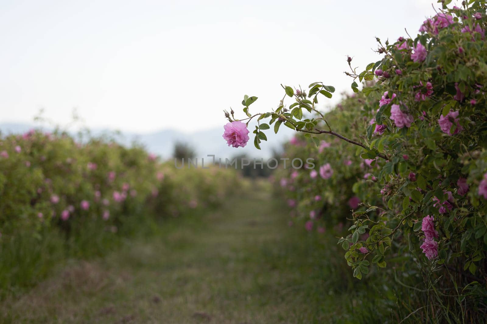 closeup of a lonely pink rose between rows of cultivated flowers in a plantation at the time of harvest