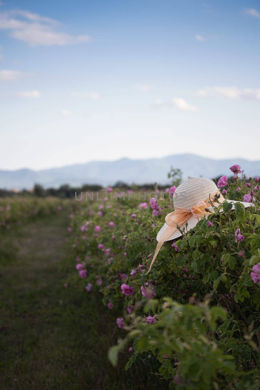 closeup perspective view of woman wicker hat with light colored scarf in a plantation of cultivated pink rose flowers at the time of harvest