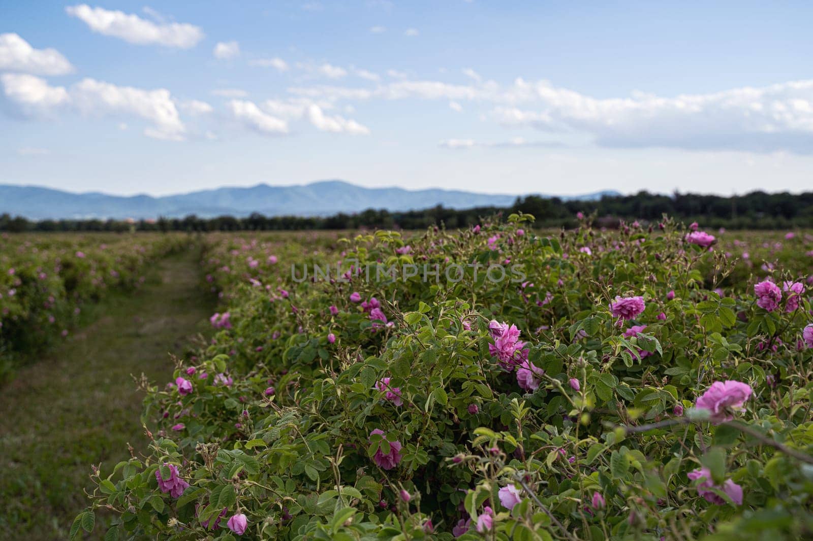closeup perspective view of rows of pink blossomed rose flowers in a plantation at the time of harvest with blue sky and clouds above