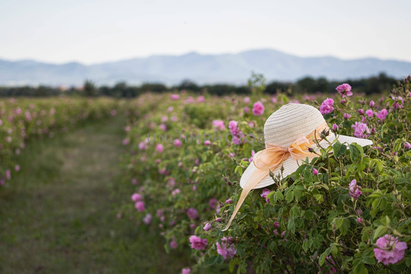 closeup perspective view of woman wicker hat with light colored scarf in a plantation of cultivated pink rose flowers at the time of harvest