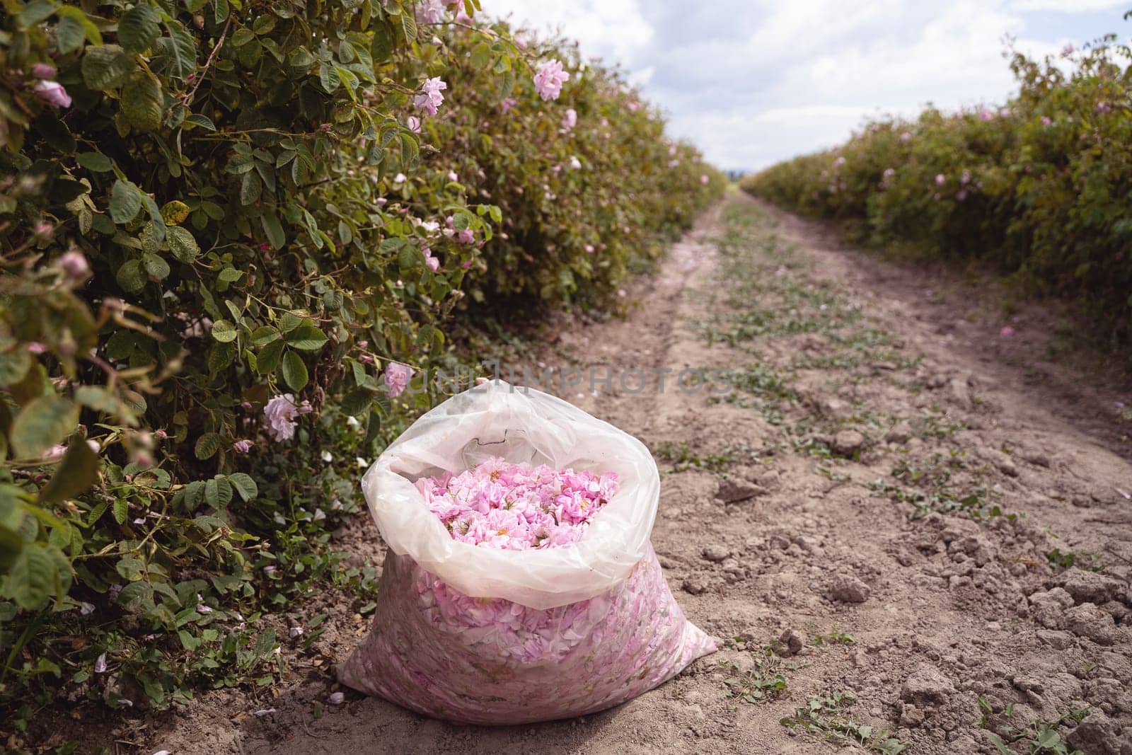 closeup perspective view of open plastic bag with pink rose petals handpicked in the time of harvest near a row of roses plantation