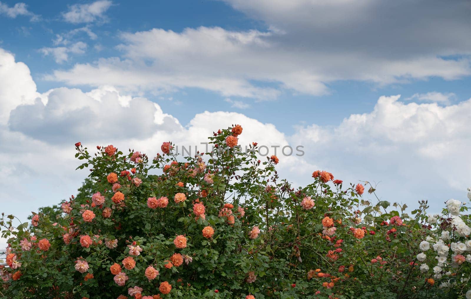 front view closeup of decorative large bush of orange roses with lot of branches against a blue sky with clouds
