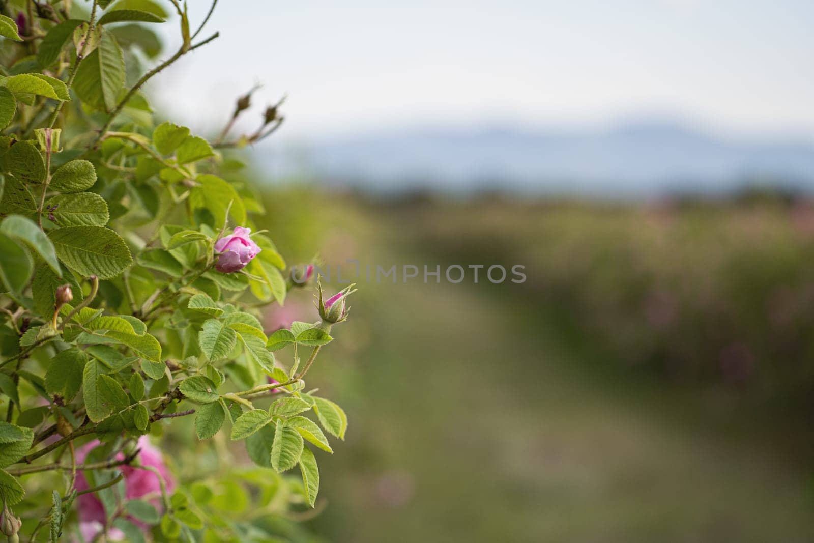 closeup perspective view of rows of pink blossomed rose flowers in a plantation at the time of harvest
