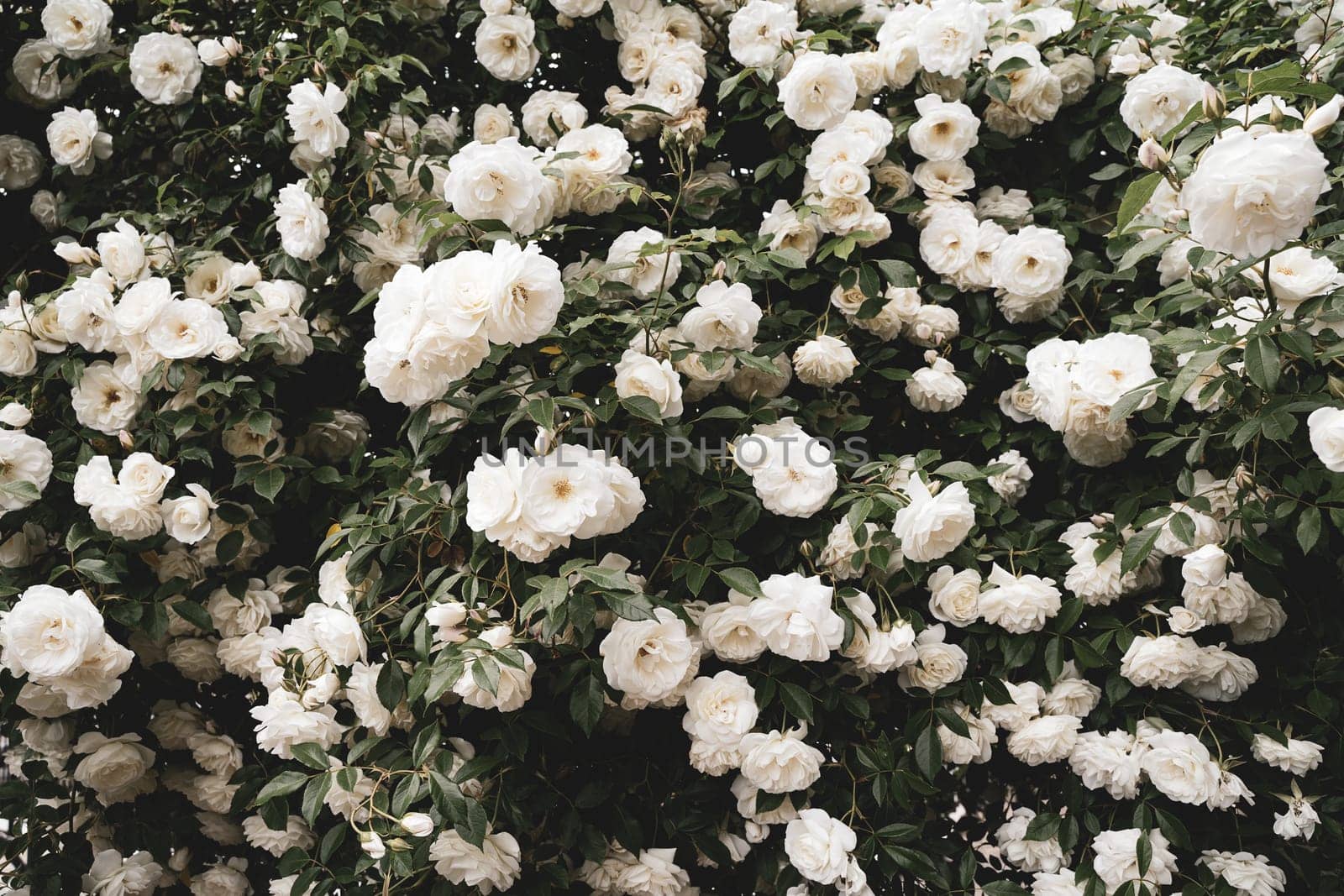 front view closeup of background texture of white roses
