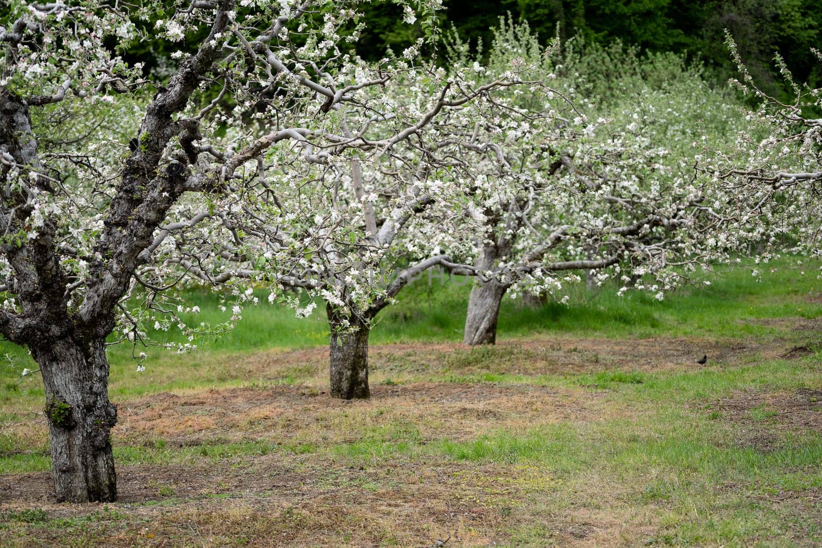perspective view of blossomed apple tree row arranged in fruit orchard with green grass during may spring season