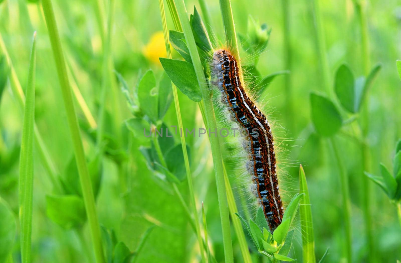 Malacosoma neustria