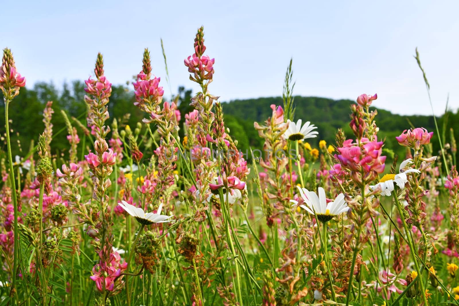 Colorful flower meadow