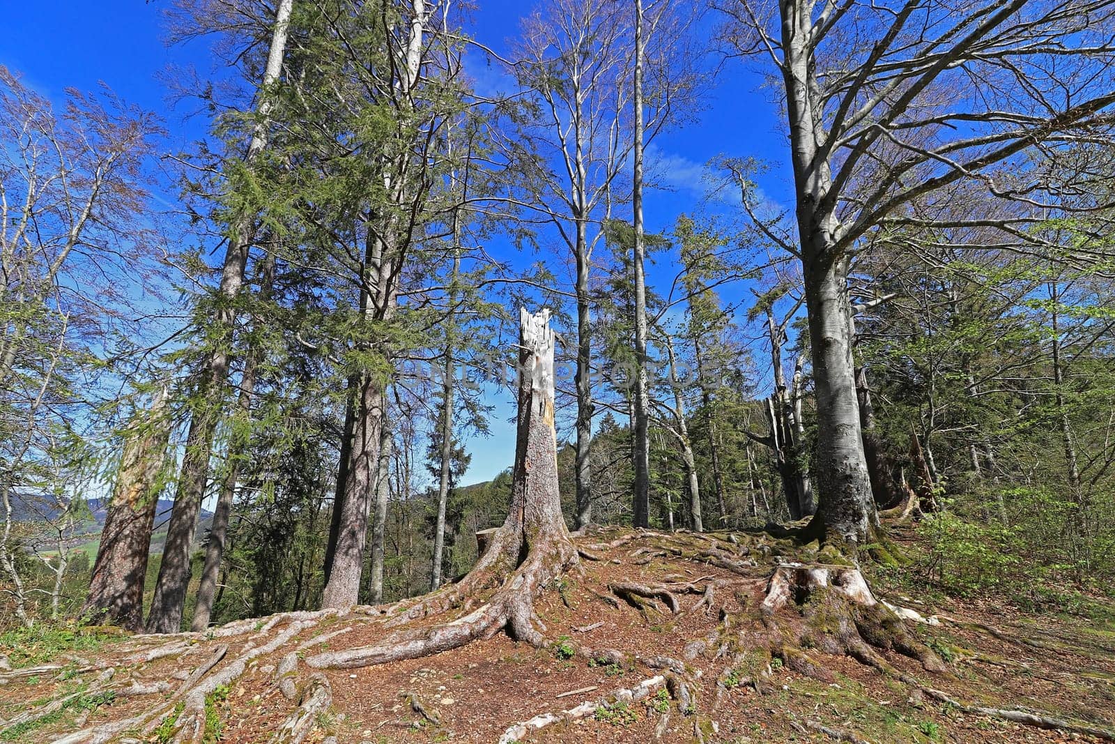 Forest dieback in the Alps. Broken trees in mountain forest