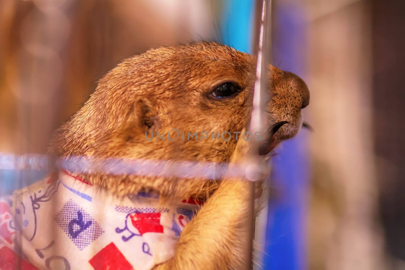 The prairie dog in a cage. It's small mammals, are in the same family as squirrels.