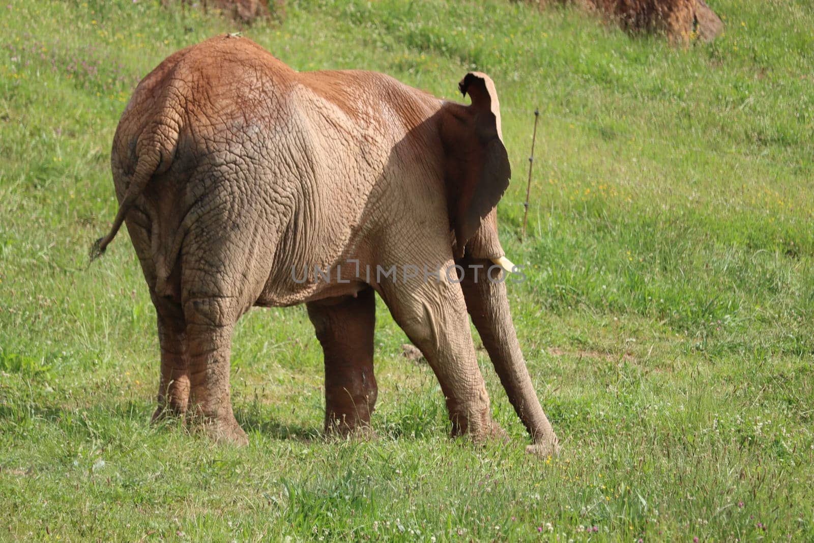 great beautiful wild animal elephants huge tusks