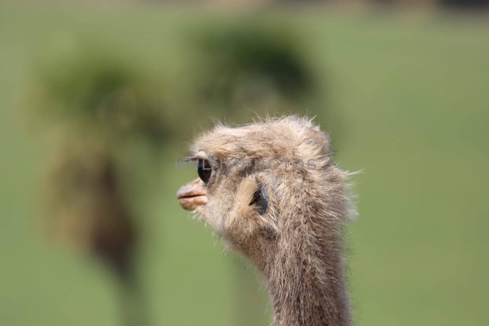 beautiful ostrich fast bird and big wild black feathers safari zoo