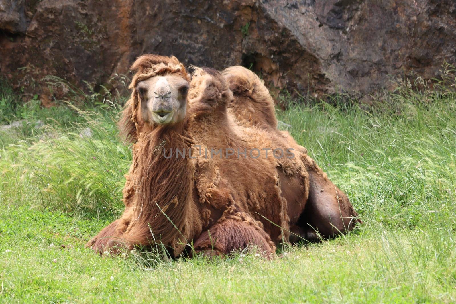 beautiful camel great animal with special desert hump