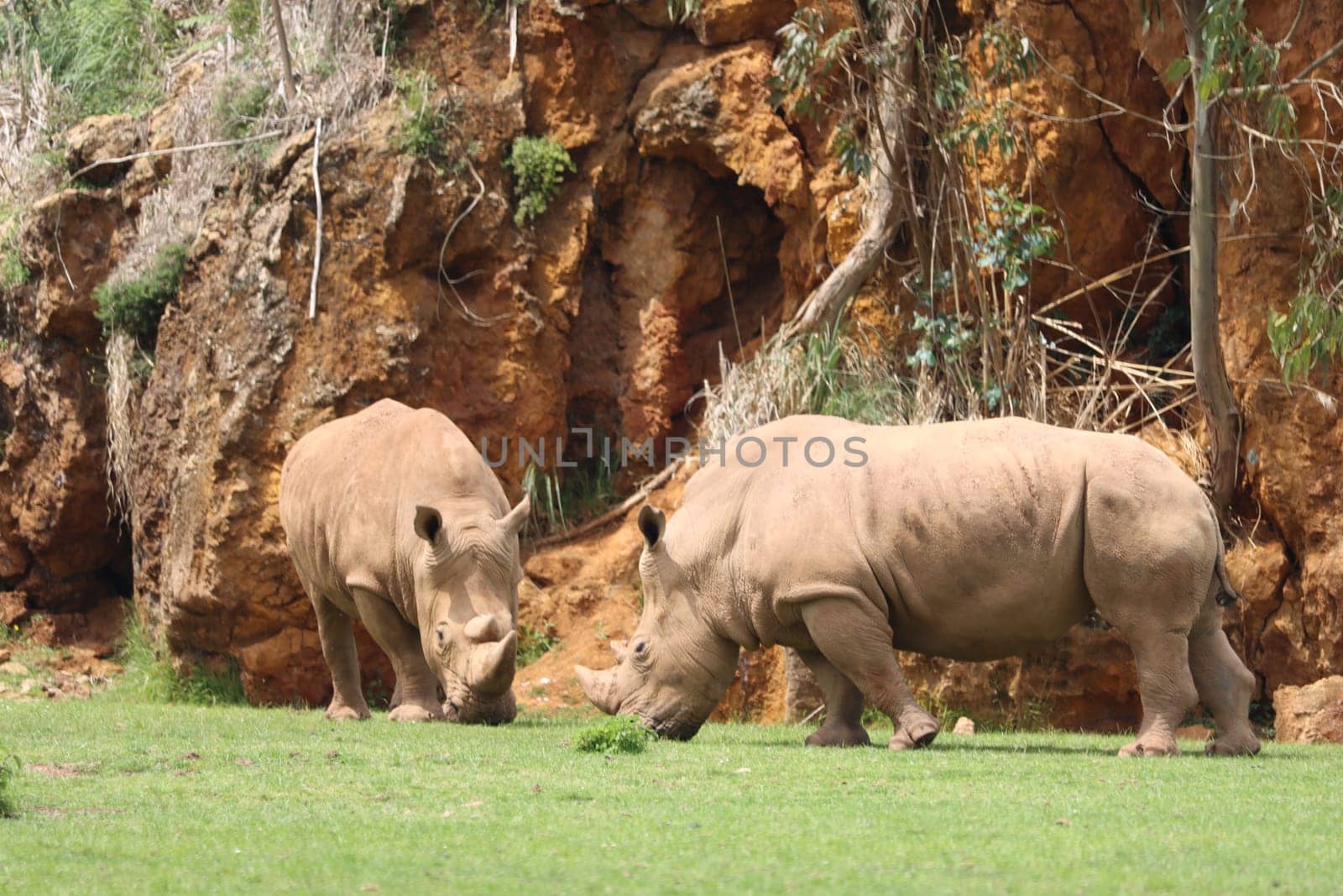 beautiful wild horn rhino dangerous wild horn huge fast heavy