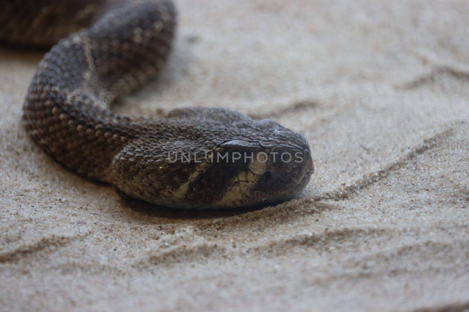 beautiful dangerous snake silent stealth reptile venom
