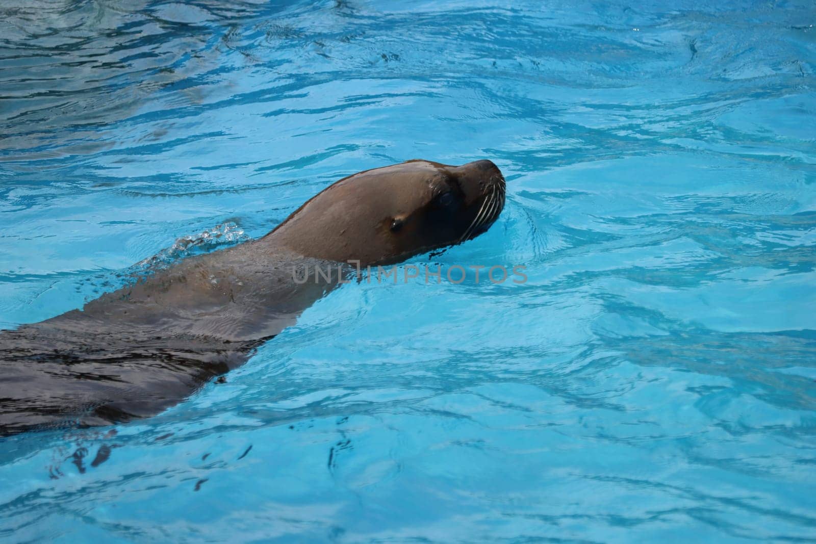 beautiful animals of different type variety nature example of life