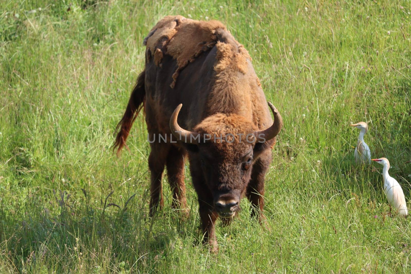 beautiful big bison dangerous horns herbivorous zoo safari animal