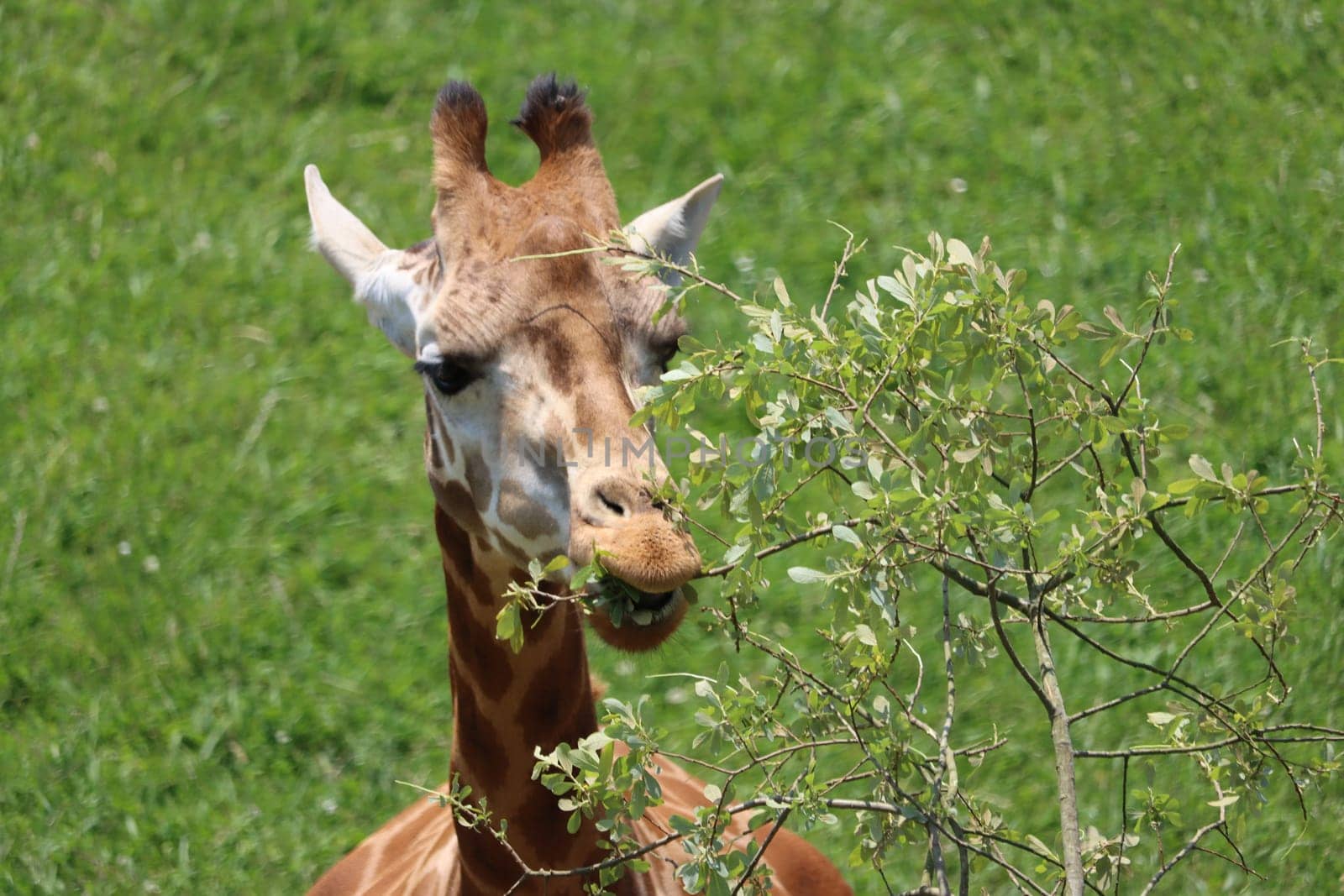 beautiful high giraffe spots wild long neck fast horns
